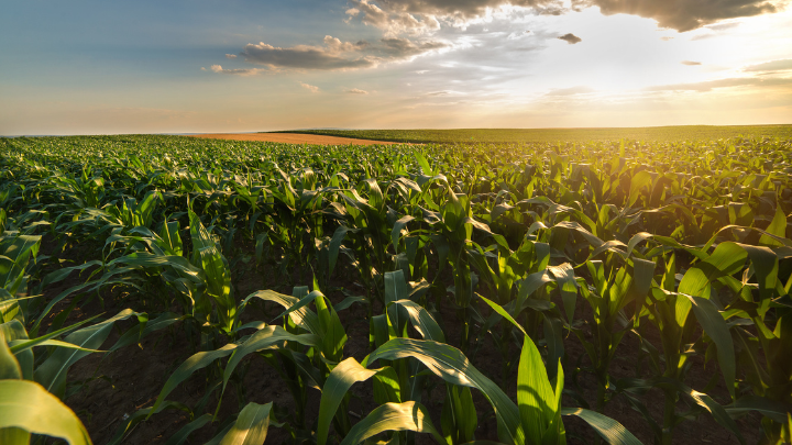smart agriculture